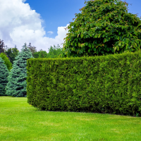 01 garten gartenarbeit gartenpflege hecke 0402 200